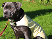 Prestige Pets - Cool Coats